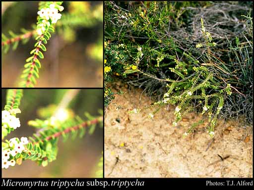 Photograph of Micromyrtus triptycha Rye subsp. triptycha