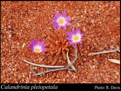 Photograph of Calandrinia pleiopetala F.Muell.