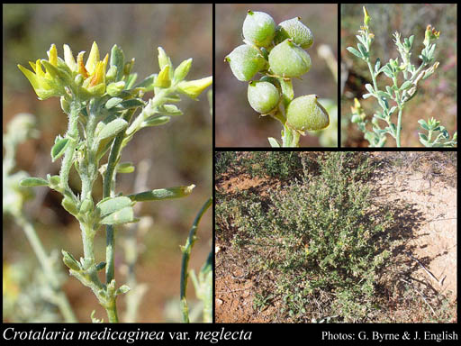 Photograph of Crotalaria medicaginea var. neglecta (Wight & Arn.) Baker