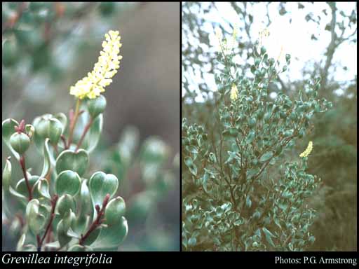Photograph of Grevillea integrifolia (Endl.) Meisn.