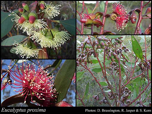 Photograph of Eucalyptus proxima D.Nicolle & Brooker