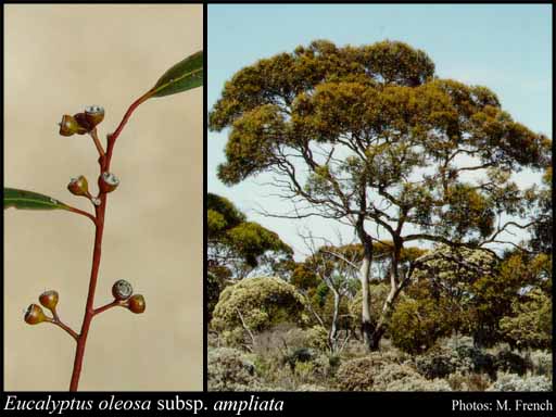 Photograph of Eucalyptus oleosa subsp. ampliata L.A.S.Johnson & K.D.Hill