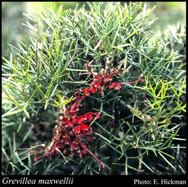 Photograph of Grevillea maxwellii McGill.