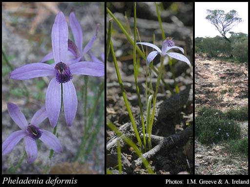 Photograph of Pheladenia deformis (R.Br.) D.L.Jones & M.A.Clem.