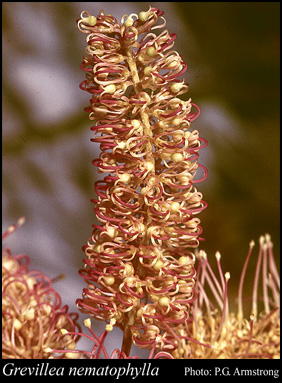 Photograph of Grevillea nematophylla F.Muell.