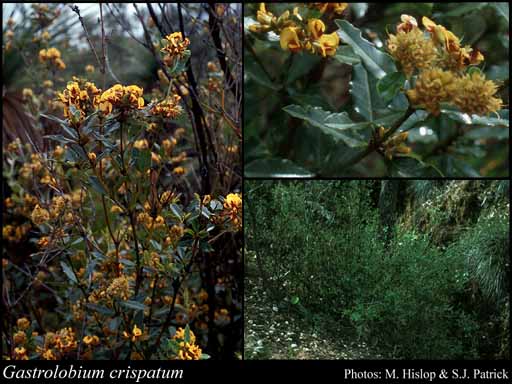 Photograph of Gastrolobium crispatum G.Chandler & Crisp
