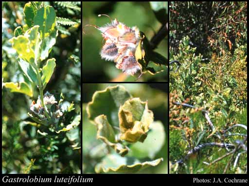 Photograph of Gastrolobium luteifolium (Domin) G.Chandler & Crisp