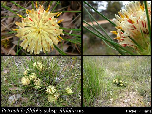 Photograph of Petrophile filifolia R.Br. subsp. filifolia