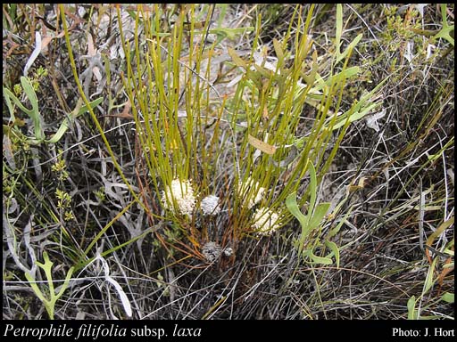 Photograph of Petrophile filifolia subsp. laxa Rye & Hislop