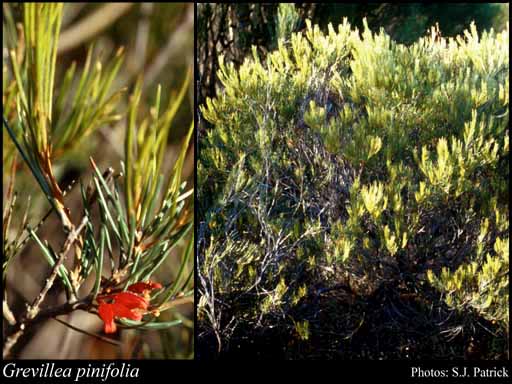 Photograph of Grevillea pinifolia Meisn.