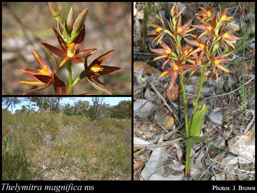 Photograph of Thelymitra magnifica Jeanes