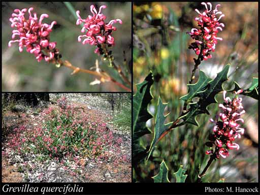 Photograph of Grevillea quercifolia R.Br.