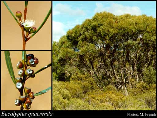 Photograph of Eucalyptus quaerenda (L.A.S.Johnson & K.D.Hill) Byrne