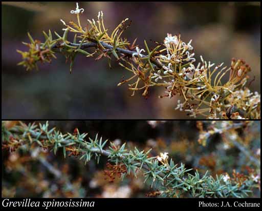 Photograph of Grevillea spinosissima McGill.