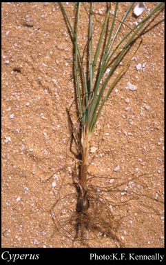 Photograph of Cyperus L.