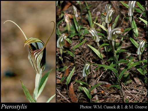 Photo of Pterostylis R.Br.