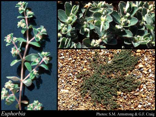 Photograph of Euphorbia L.