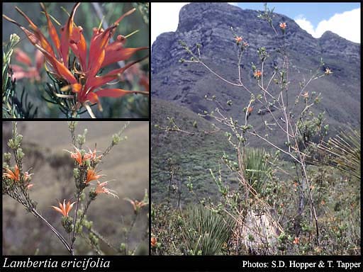 Photo of Lambertia ericifolia R.Br.