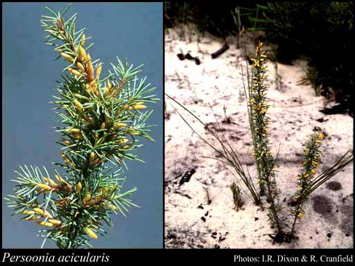 Photograph of Persoonia acicularis F.Muell.