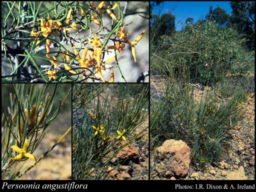 Photo of Persoonia angustiflora Benth.