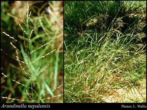 Photo of Arundinella nepalensis Trin.
