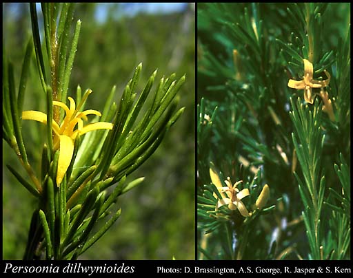 Photo of Persoonia dillwynioides Meisn.