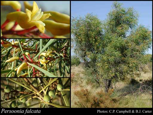 Photo of Persoonia falcata R.Br.