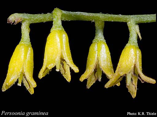 Photograph of Persoonia graminea R.Br.