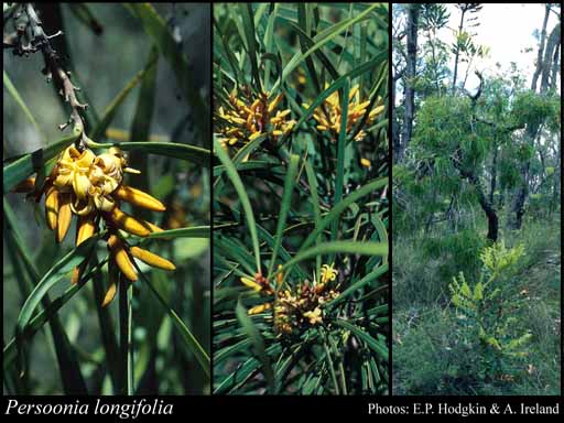 Photograph of Persoonia longifolia R.Br.