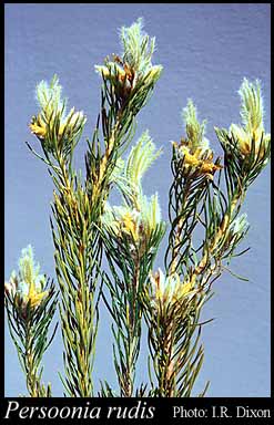 Photograph of Persoonia rudis Meisn.