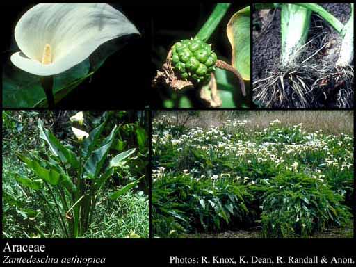 Photograph of Araceae Juss.