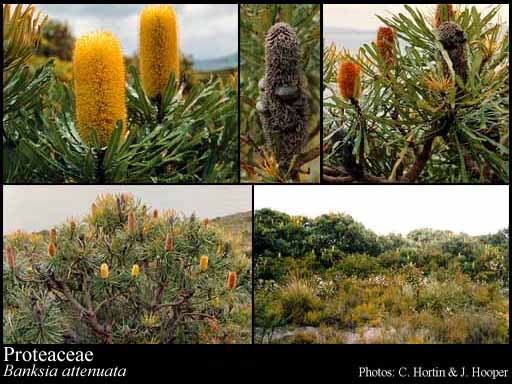 Photo of Proteaceae Juss.