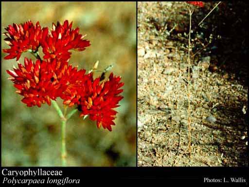Photo of Caryophyllaceae Juss.