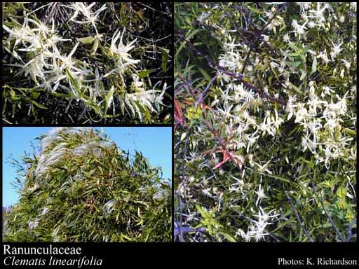 Photo of Ranunculaceae Juss.