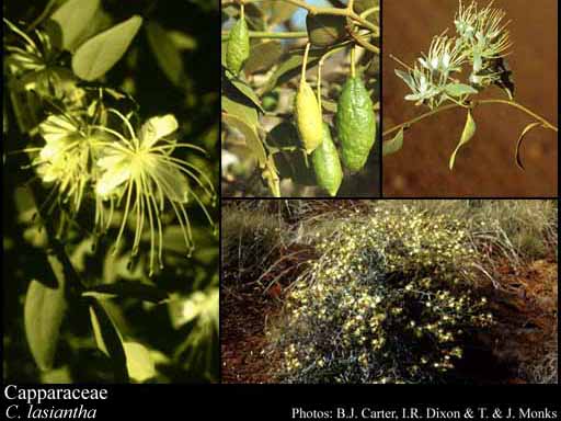 Photo of Capparaceae Juss.