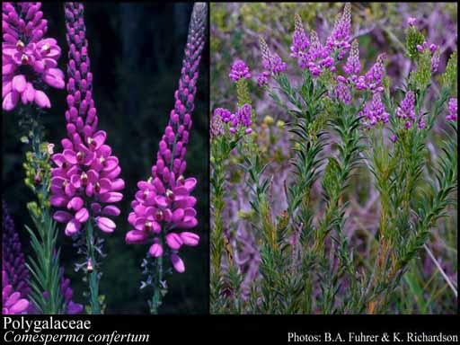 Photo of Polygalaceae Hoffmanns. & Link