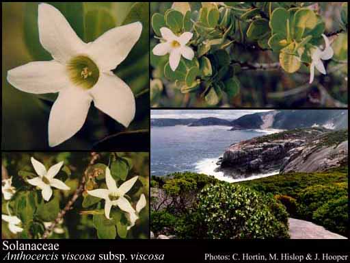 Photo of Solanaceae Juss.