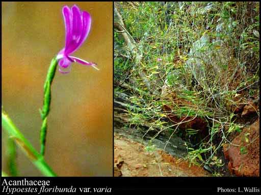 Photo of Acanthaceae Juss.