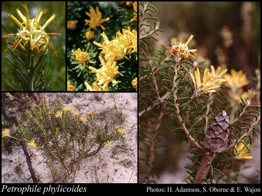 Photograph of Petrophile phylicoides R.Br.