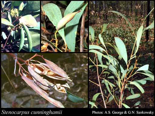 Photo of Stenocarpus cunninghamii R.Br.