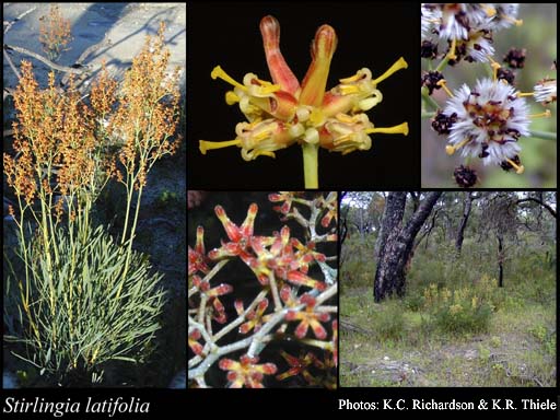 Photo of Stirlingia latifolia (R.Br.) Steud.