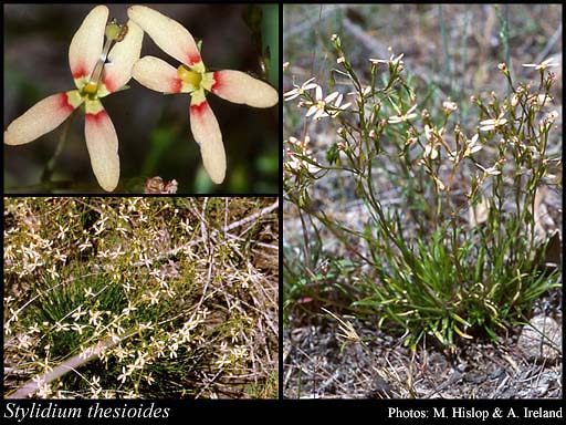 Photograph of Stylidium thesioides DC.