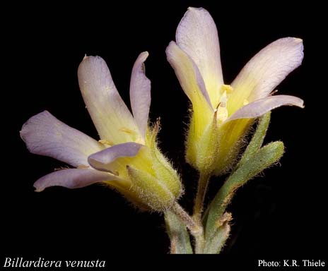 Photograph of Billardiera venusta (Putt.) L.Cayzer & Crisp