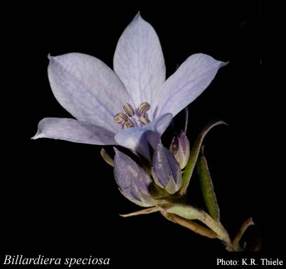 Photograph of Billardiera speciosa (Endl.) F.Muell.
