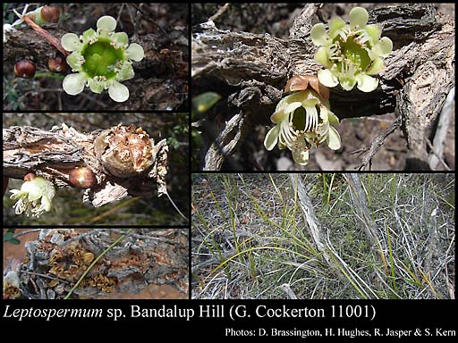 Photograph of Leptospermum sp. Bandalup Hill (G. Cockerton 11001)