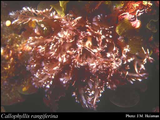 Photograph of Callophyllis rangiferina (Turner) Womersley