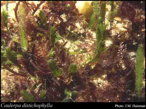 Photograph of Caulerpa distichophylla Sond.