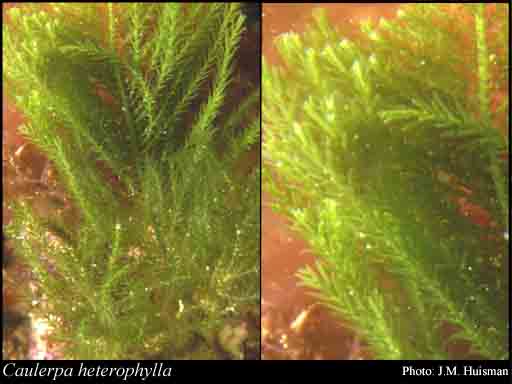 Photograph of Caulerpa heterophylla Price, Huisman & Borow.