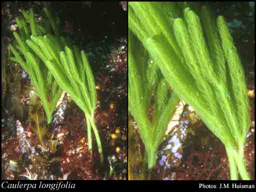 Photograph of Caulerpa longifolia C.Agardh