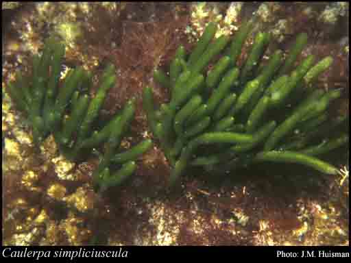 Photograph of Caulerpa simpliciuscula (Turner) C.Agardh